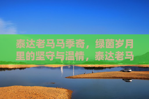 泰达老马马季奇，绿茵岁月里的坚守与温情，泰达老马马季奇，绿茵岁月的坚守与温情