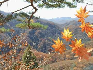 燃情佛山，逐梦篮筐——一场全民参与的篮球盛宴，燃情佛山，全民逐梦篮筐