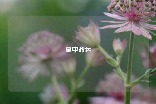 掌中命运