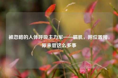 被忽略的人体呼吸主力军——膈肌,附位置图,原来管这么多事