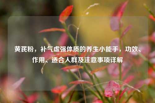 黄芪粉,补气虚强体质的养生小能手,功效、作用、适合人群及注意事项详解