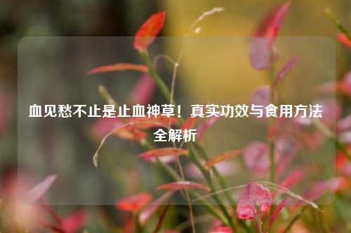 血见愁不止是止血神草!真实功效与食用方法全解析