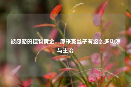 被忽略的植物黄金，原来菟丝子有这么多功效与主治