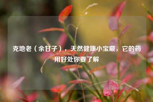 克地老(余甘子),天然健康小宝藏,它的药用好处你要了解
