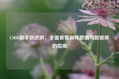 CSGO新手到进阶，全面查看游戏数据与数据库的指南